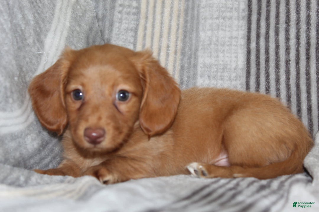 Miniature Dachshund dogs for sale: Zack - Image 4