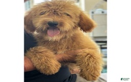 Goldendoodle dogs for sale: Sam - Image 3