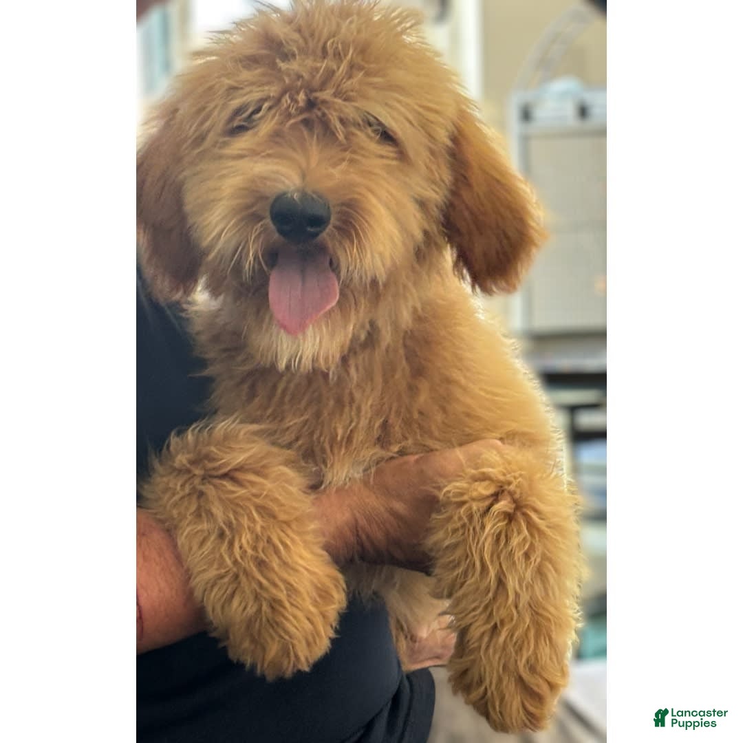 Goldendoodle dogs for sale: Sam - Image 3