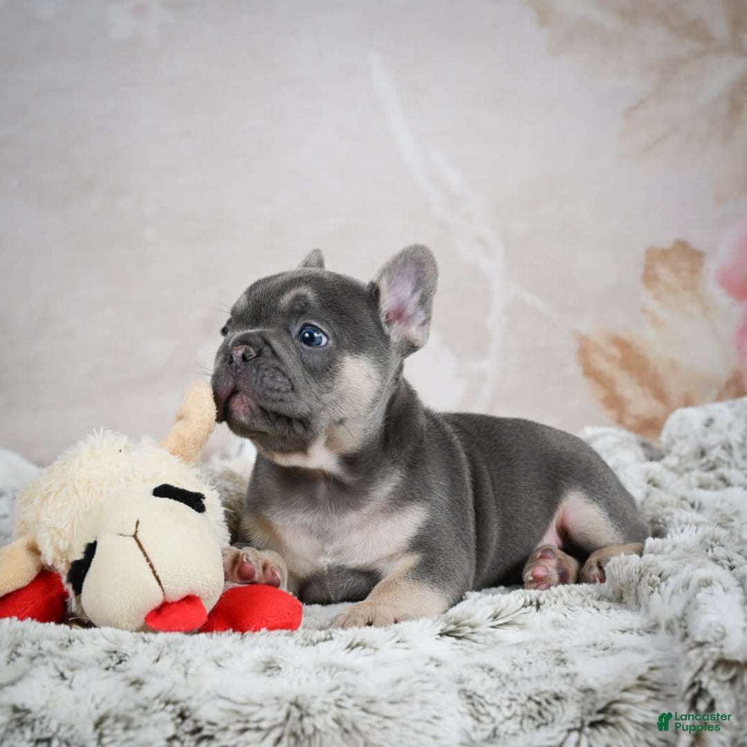 French Bulldog dogs for sale: French Bulldog 6 puppies - Image 28