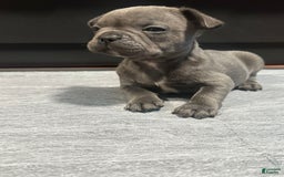 French Bulldog dogs for sale: Stitch - Image 7