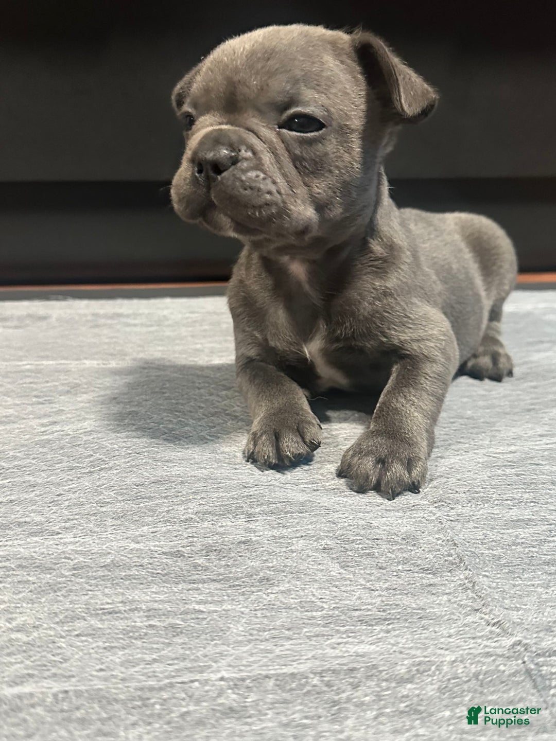 French Bulldog dogs for sale: Stitch - Image 7