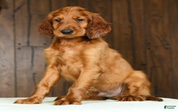 Irish Setter dogs for sale: Mack - Image 9