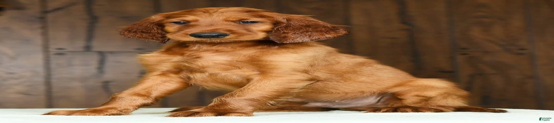 Mack