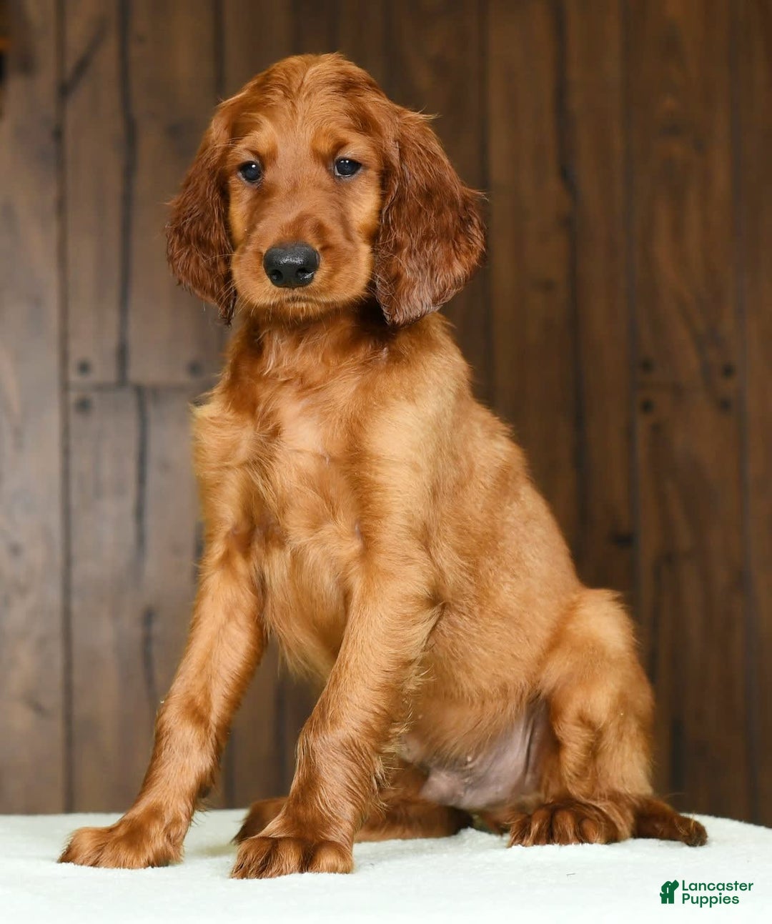 Irish Setter dogs for sale: Mack - Image 9