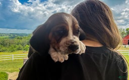 Basset Hound dogs for sale: Rocky - Image 6