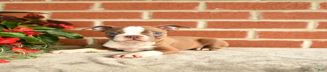 Axle