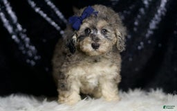 Miniature Poodle dogs for sale: Mikasa - Image 4