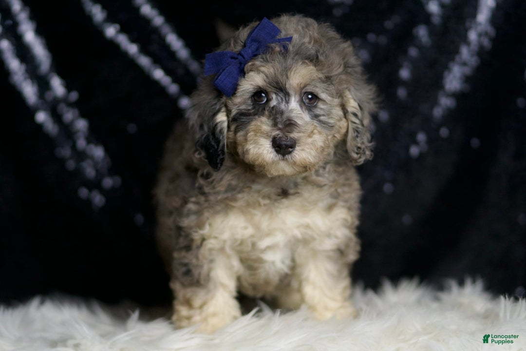 Miniature Poodle dogs for sale: Mikasa - Image 4