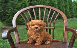 Toy Poodle dogs for sale: Peanut   Extra Small - Image 7