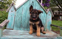 German Shepherd dogs for sale: Bailey - Image 8