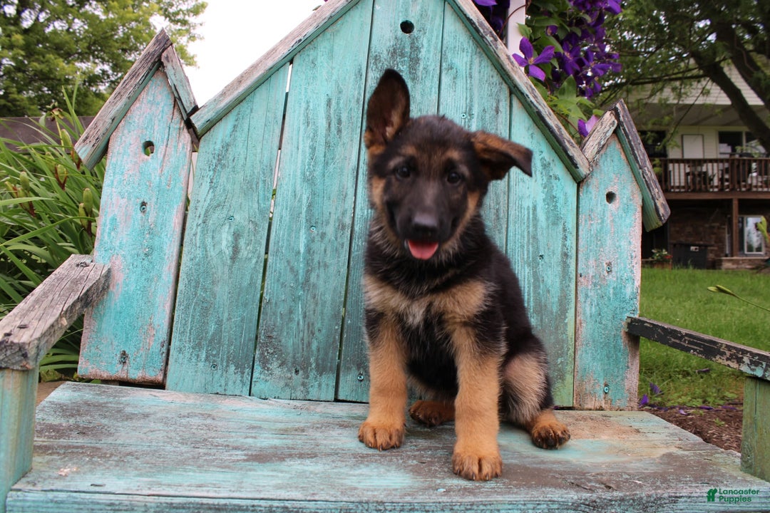 German Shepherd dogs for sale: Bailey - Image 8
