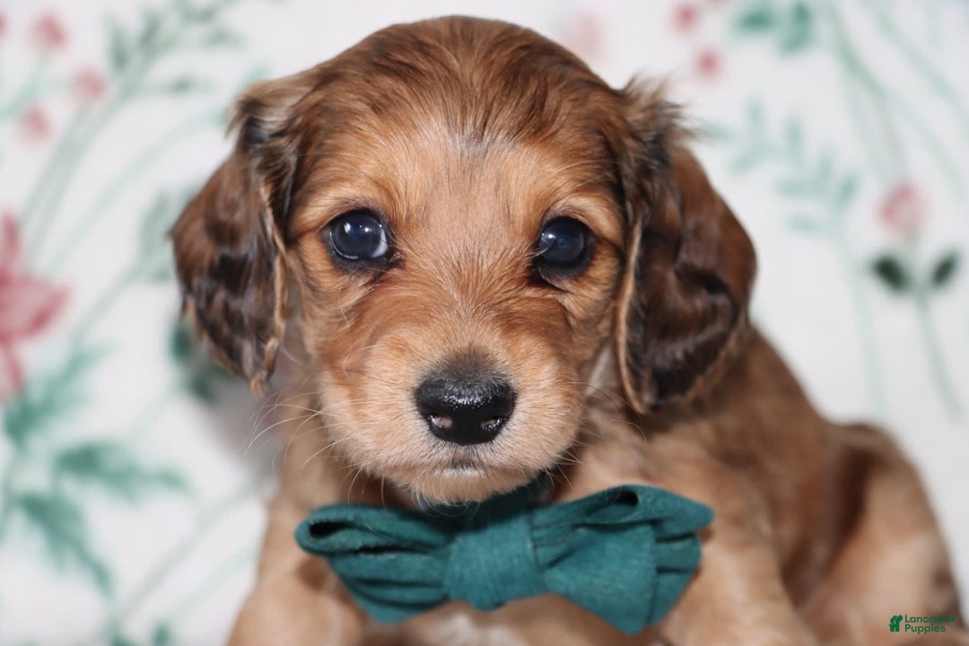 Miniature Dachshund dogs for sale: Vince - Image 2