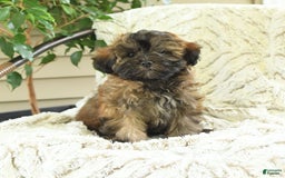 Shihpoo dogs for sale: Jonah - Image 6