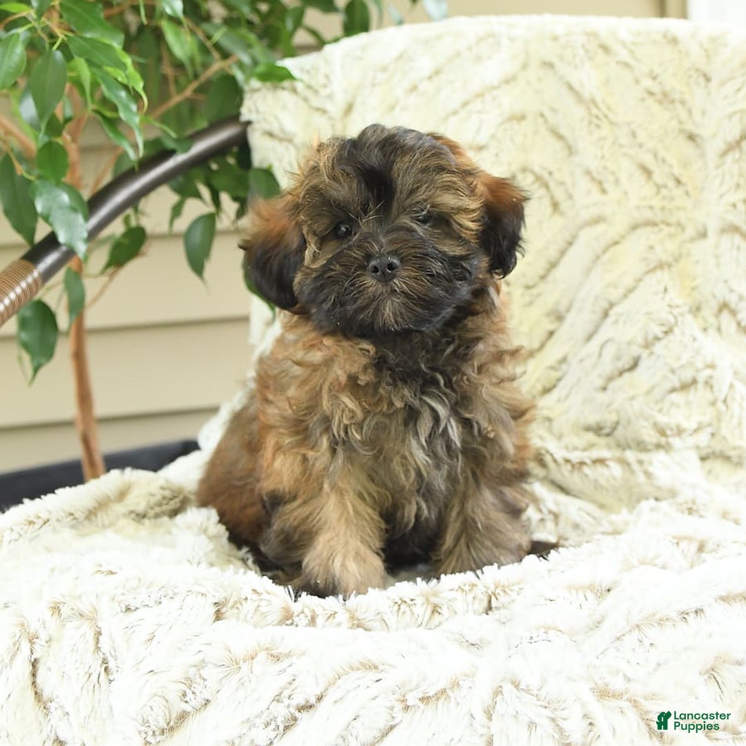 Shihpoo dogs for sale: Jonah - Image 6