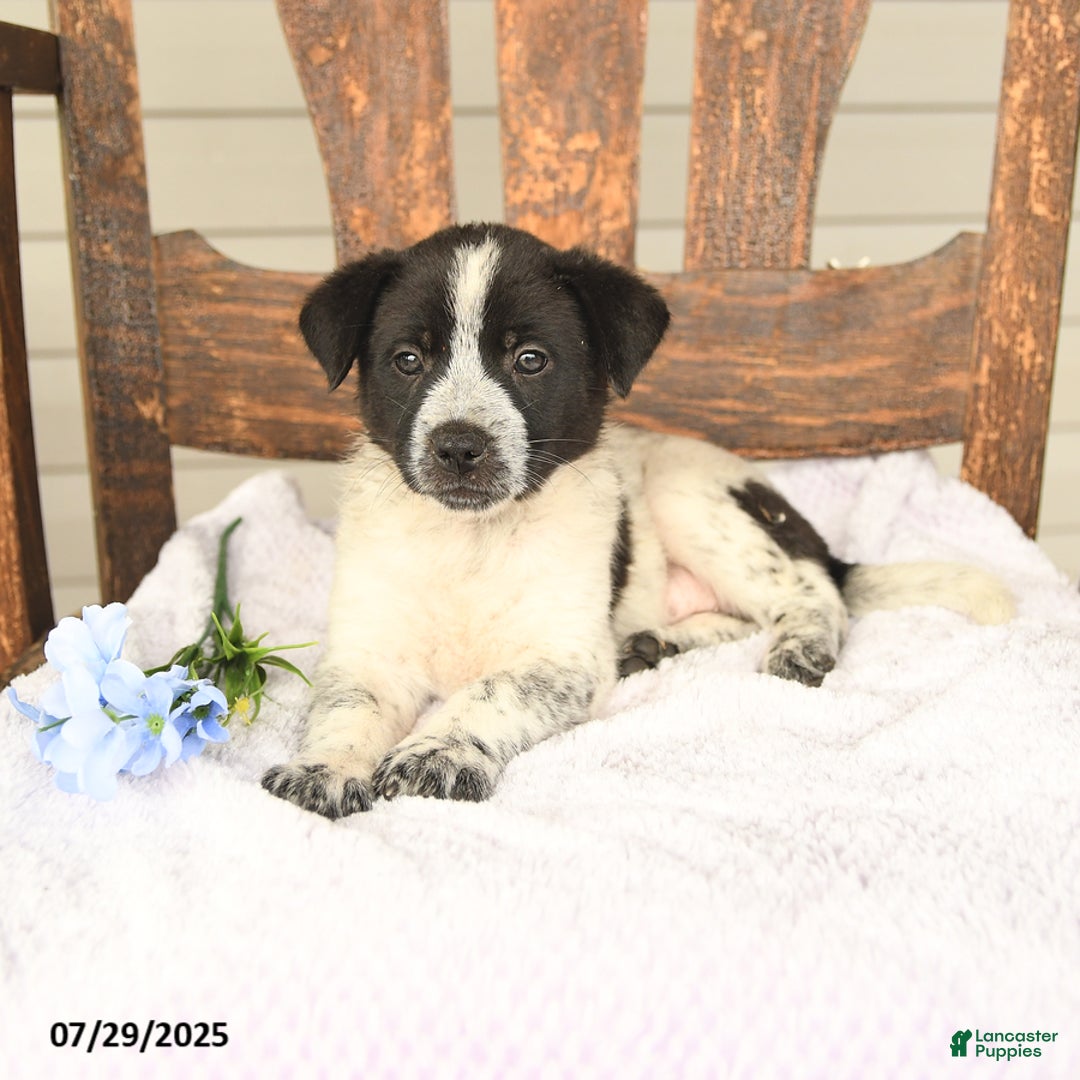 Australian Cattle Dog dogs for sale: Marlin - Image 4