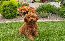 Cavapoo dogs for sale: Justin - Image 3