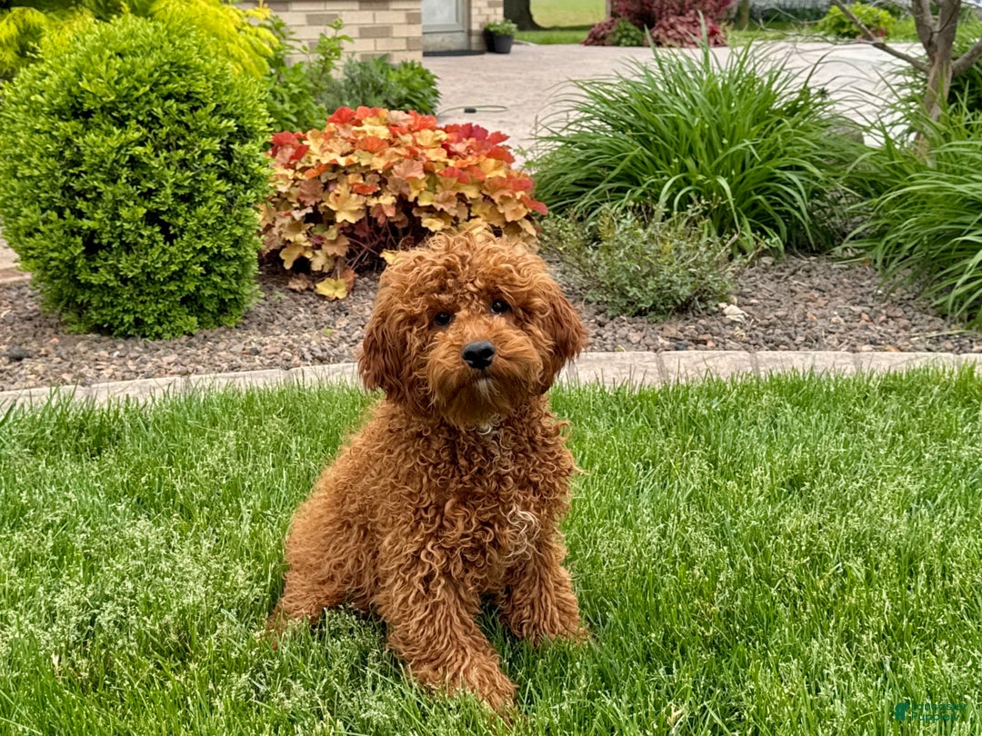 Cavapoo dogs for sale: Justin - Image 3