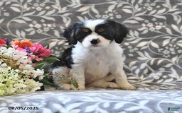 Cavapoo dogs for sale: Beauty - Image 1