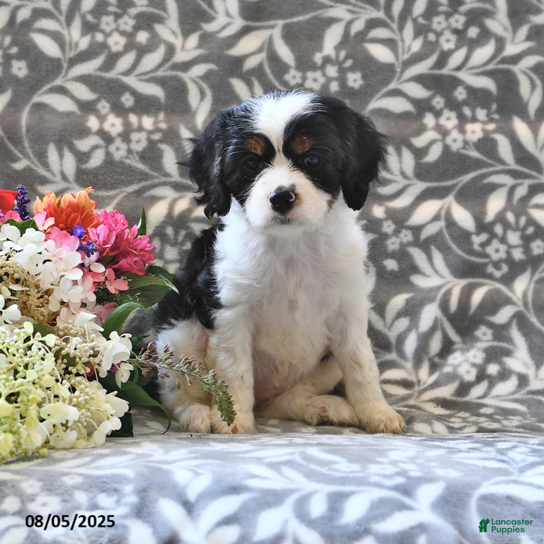 Cavapoo dogs for sale: Beauty - Image 1