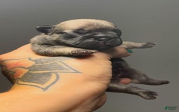 French Bulldog dogs for sale: Sage - Image 1