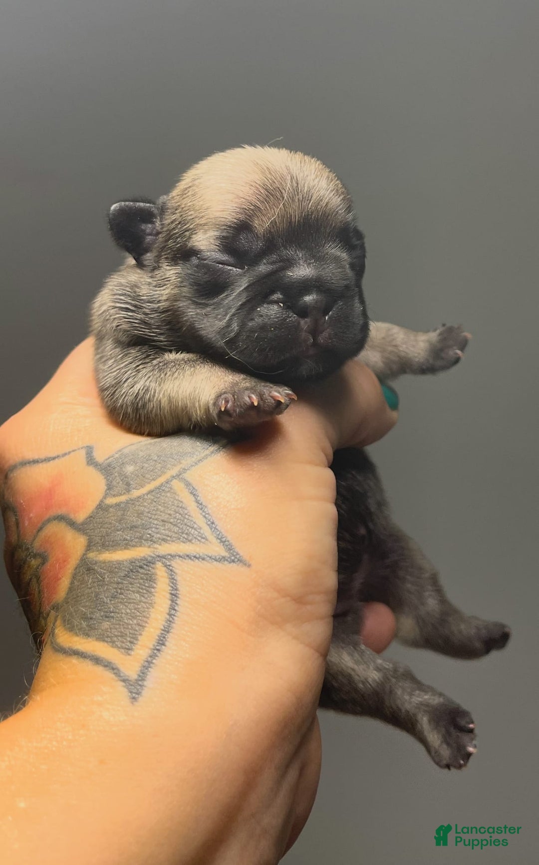 French Bulldog dogs for sale: Sage - Image 1