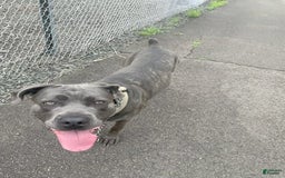 Cane Corso dogs for sale: Blue Female - Image 5