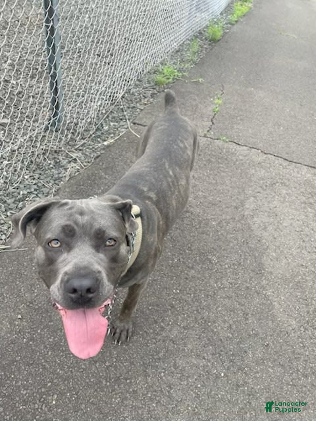 Cane Corso dogs for sale: Blue Female - Image 5