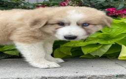 Great Pyrenees dogs for sale: Griff - Image 5