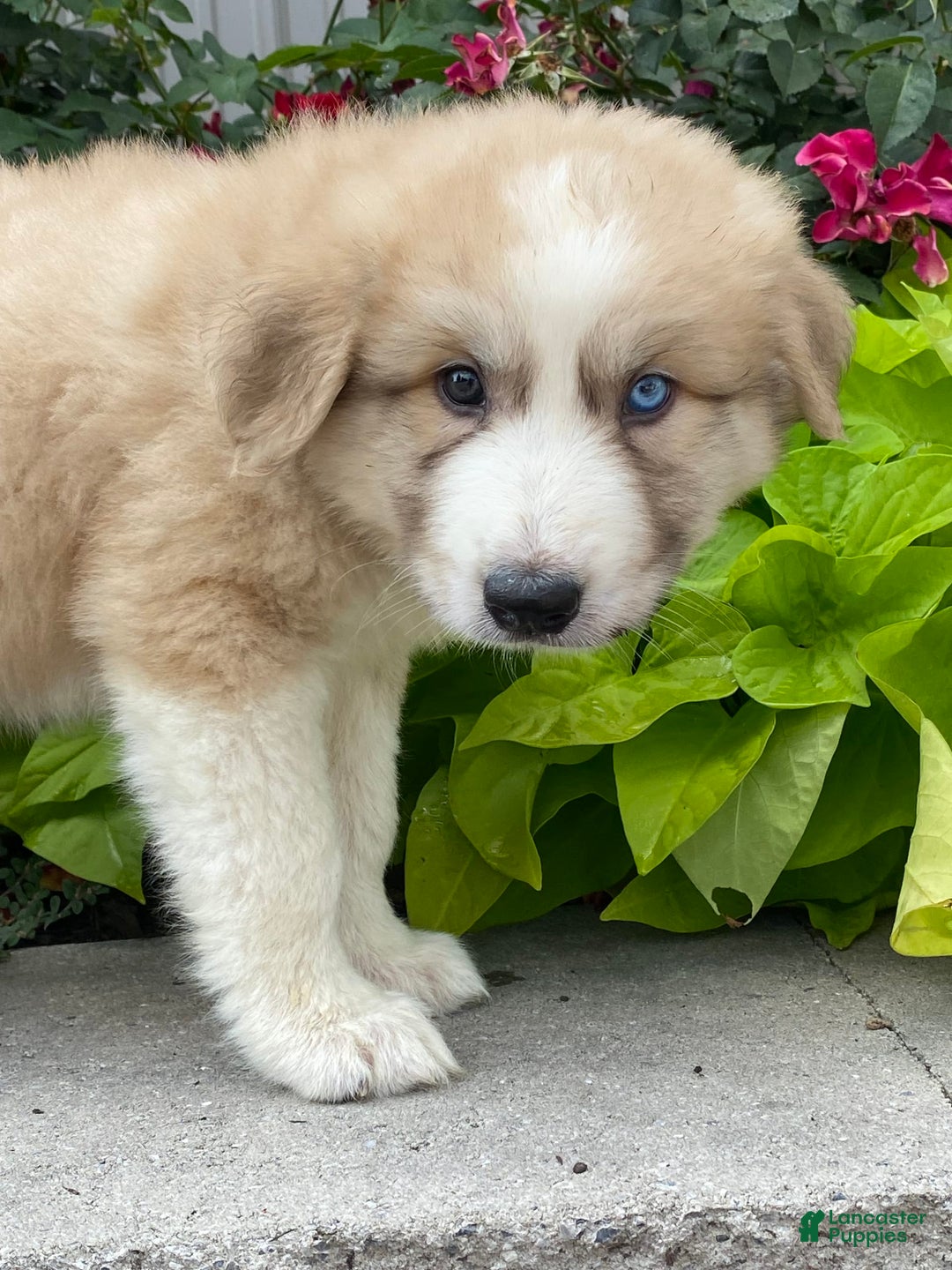 Great Pyrenees dogs for sale: Griff - Image 5
