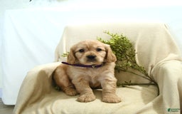 Miniature Golden Retriever dogs for sale: Thelma - Image 2