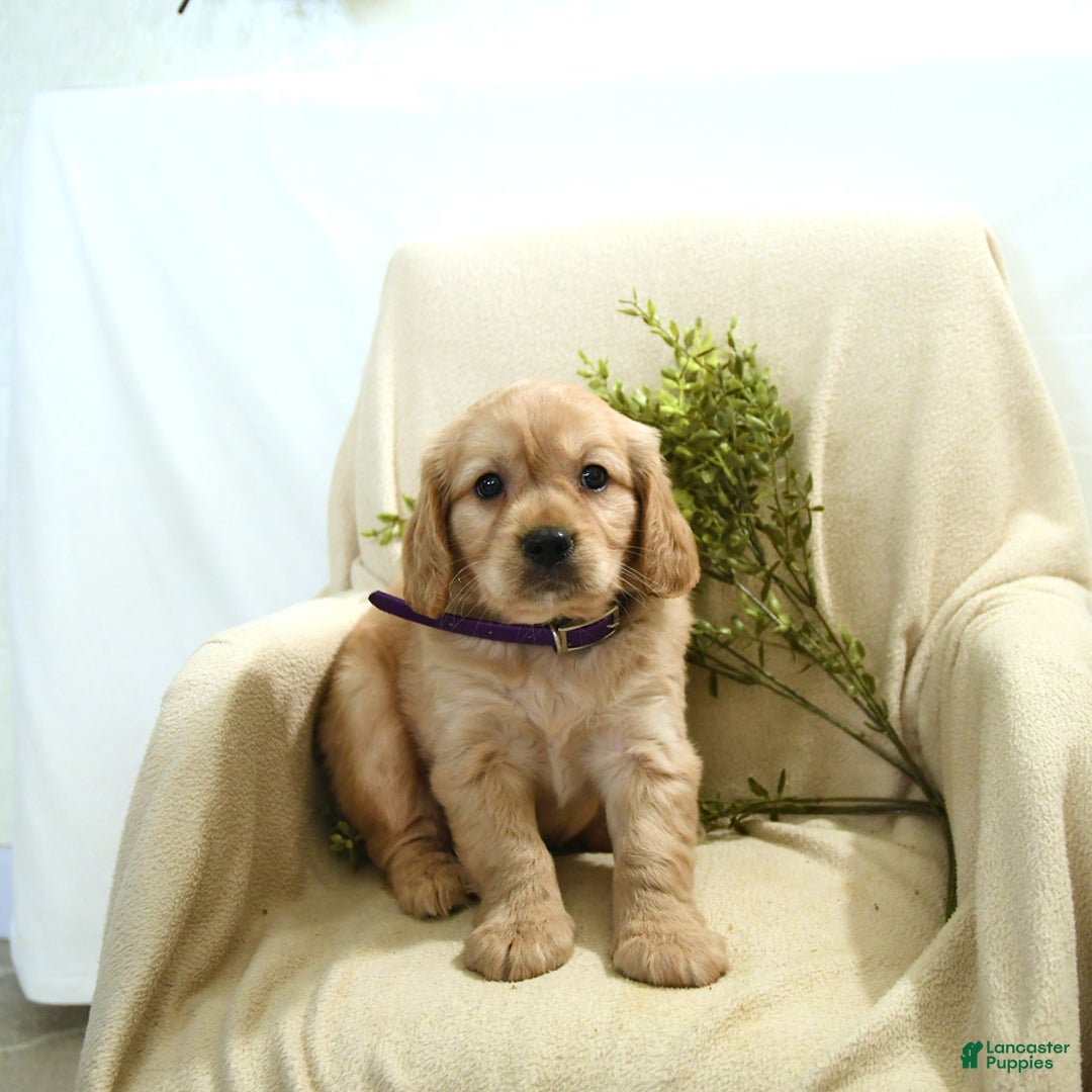 Miniature Golden Retriever dogs for sale: Thelma - Image 2