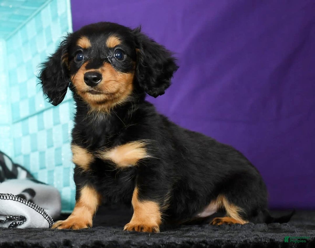 Miniature Dachshund dogs for sale: Delilah - Image 1