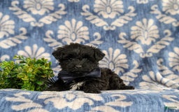 Yorkiepoo dogs for sale: Wilson - Image 6