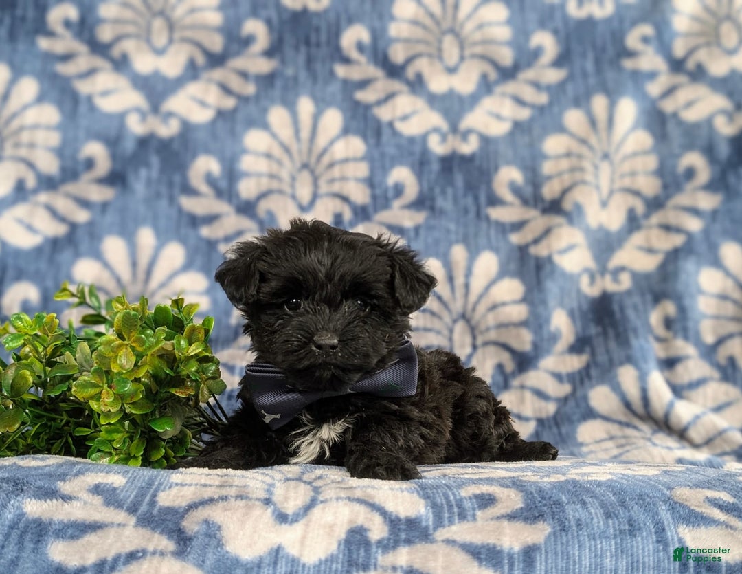 Yorkiepoo dogs for sale: Wilson - Image 6