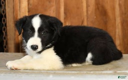 Border Collie dogs for sale: Leo - Image 2