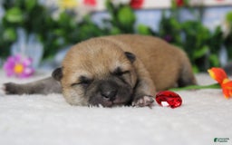 Shiba Inu dogs for sale: Larry - Image 50