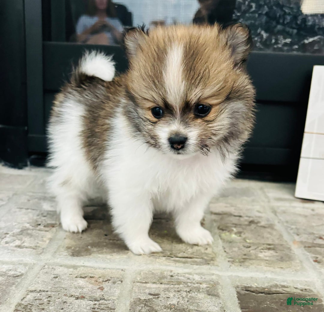 Pomeranian dogs for sale: Turbo - Image 3