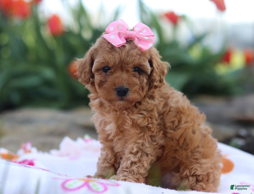 Miniature Poodle dogs for sale: Leah - Image 8