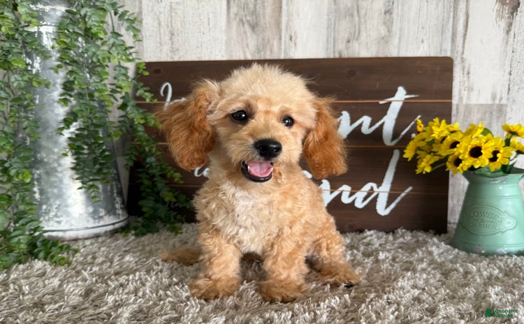 Maltipoo dogs for sale - Ad 3