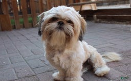 Shih Tzu dogs for sale: Anya Boy 1 - Image 10