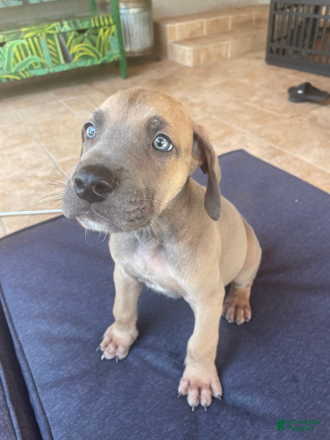 Great Dane dogs for sale: Kiwi - Image 1