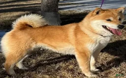 Shiba Inu dogs for sale: Shawn - Image 2