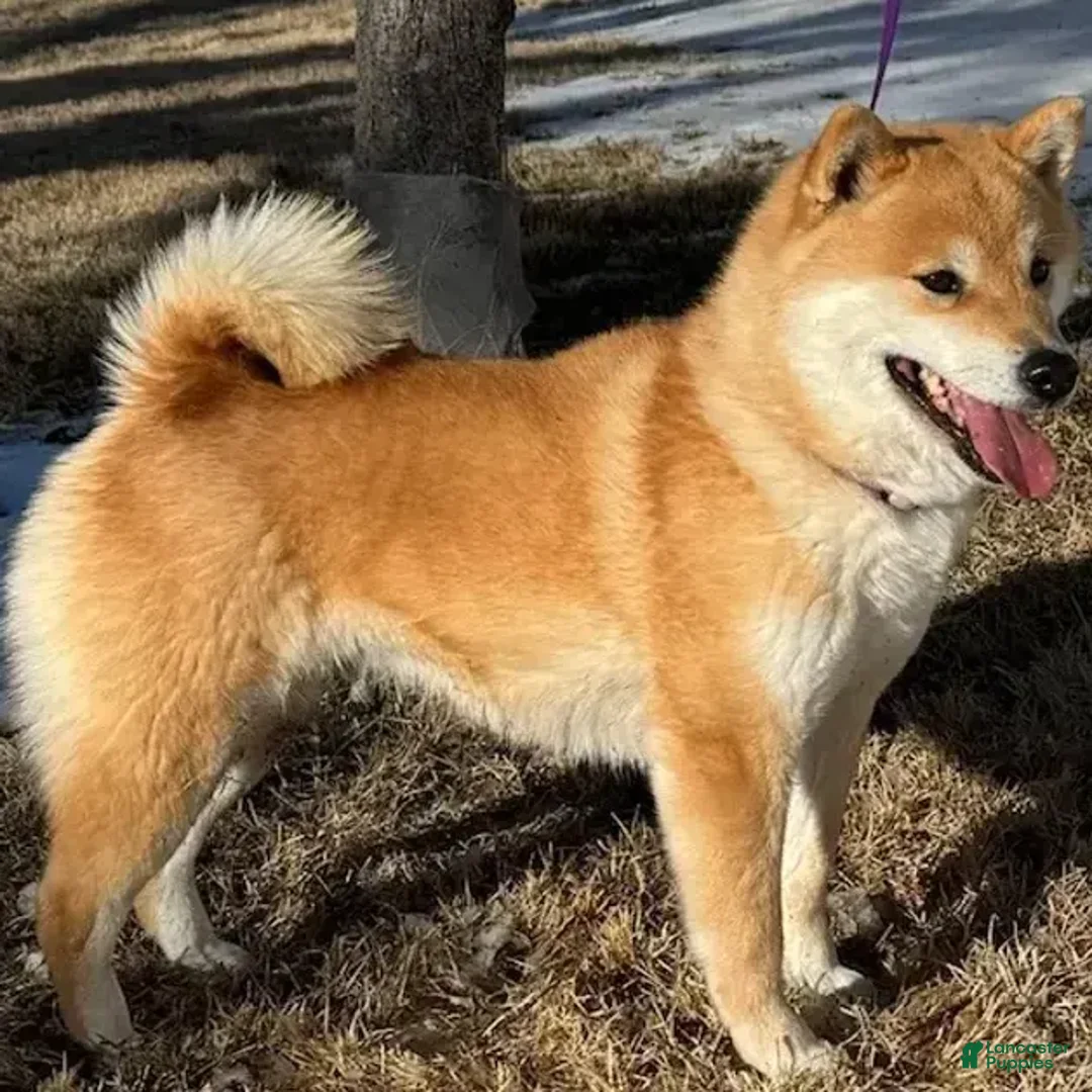Shiba Inu dogs for sale: Shawn - Image 2