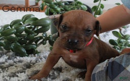 Rhodesian Ridgeback dogs for sale: Gemma - Image 1