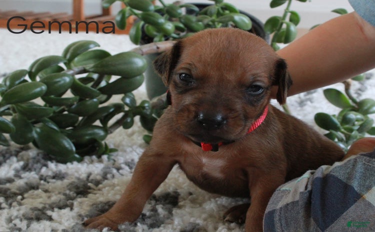 Rhodesian Ridgeback dogs for sale - Ad 2