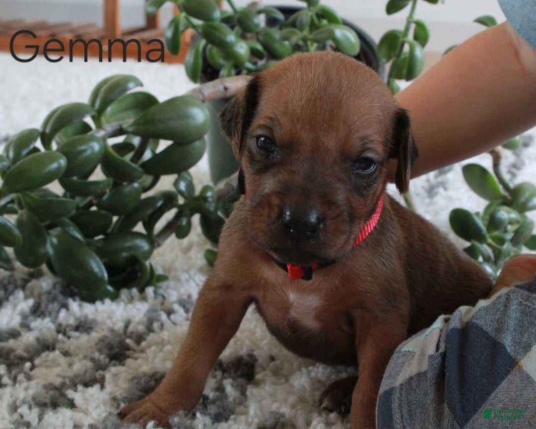 Rhodesian Ridgeback dogs for sale: Gemma - Image 1