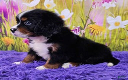 Miniature Bernese Mountain Dog dogs for sale: Apollo - Image 1
