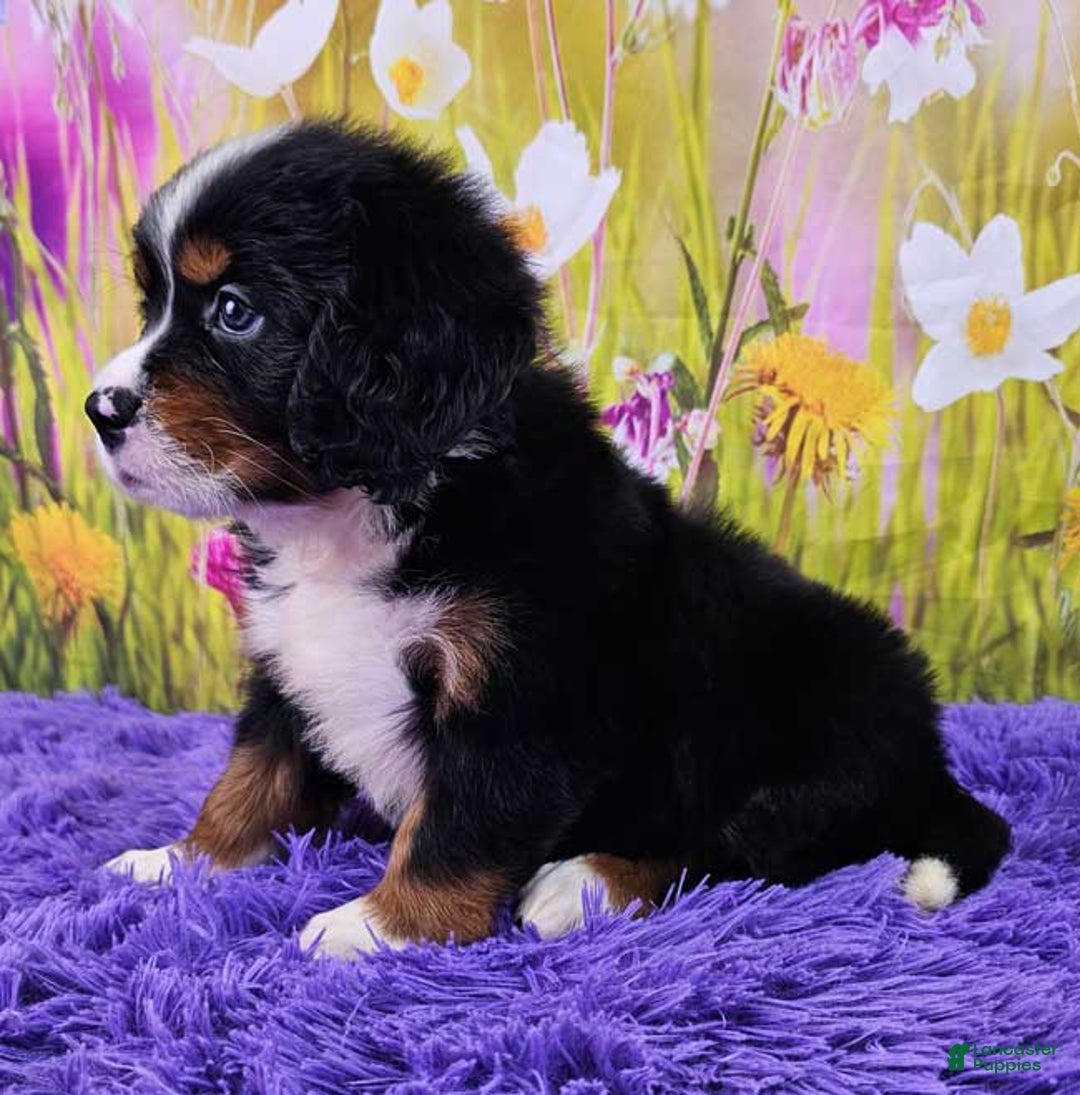 Miniature Bernese Mountain Dog dogs for sale: Apollo - Image 1