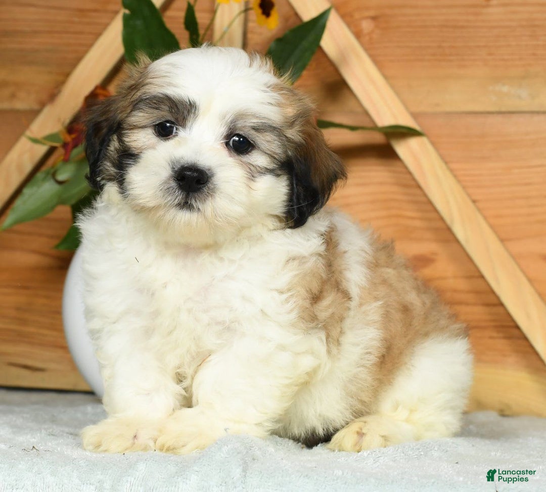 Teddy Bear dogs for sale: Sammy - Image 1